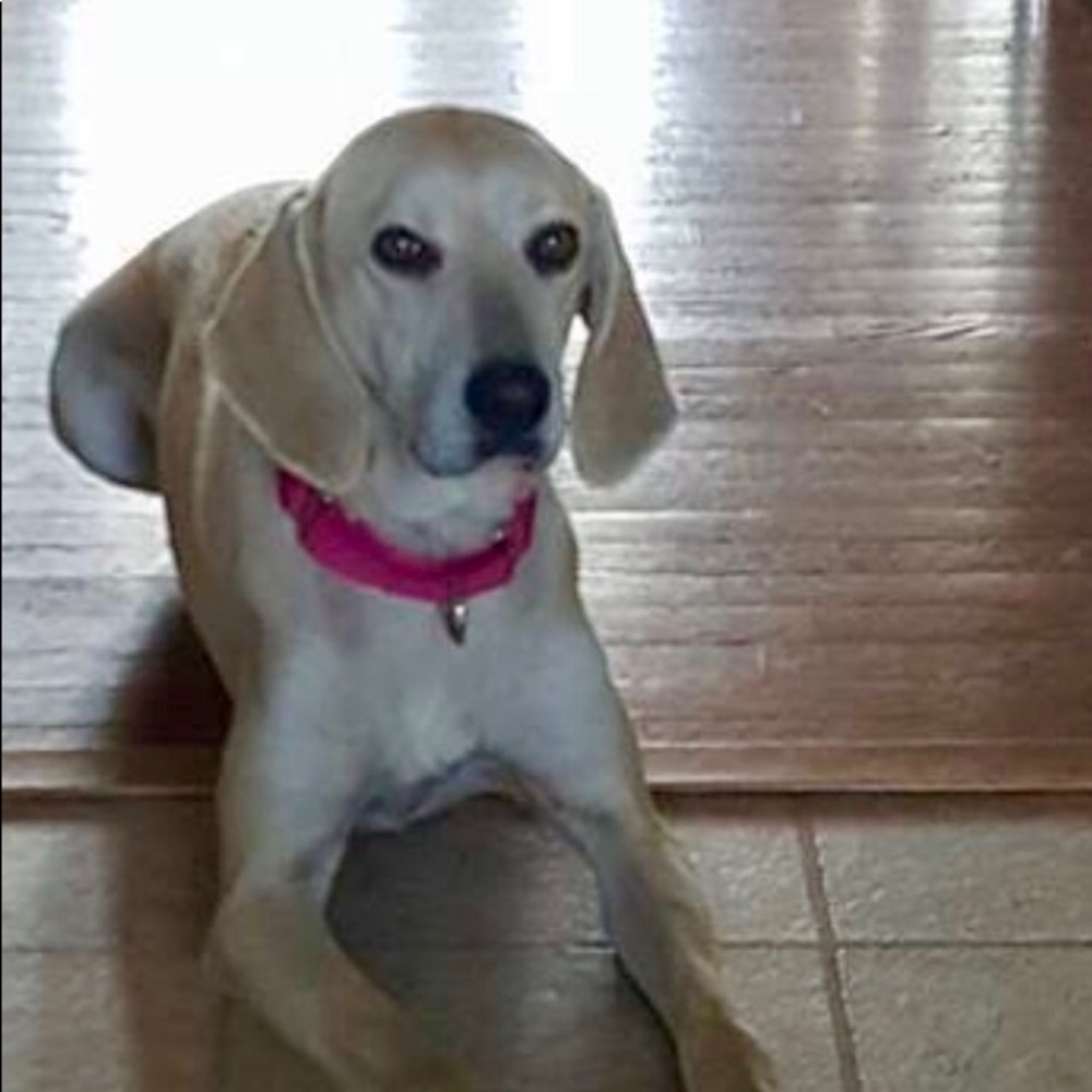 Meet your Posher, Cornelia